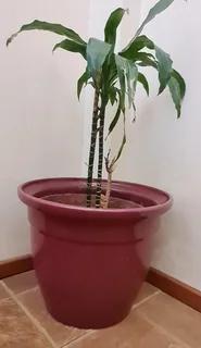 Pair of matching plant pots: maroon ceramic