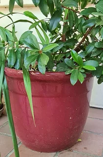Pair of matching plant pots: maroon ceramic