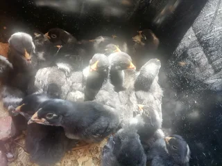 Chicken - Ad posted by Jannie van Loggrenberg