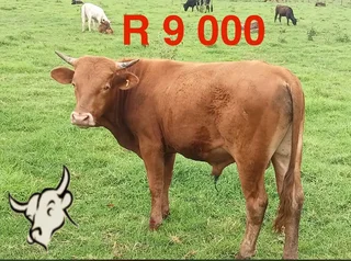 Bulls for sale