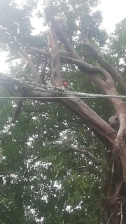 GARDEN SERVICE,TREE FELLING AND REFUSE REMOVAL