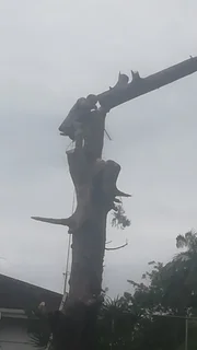 GARDEN SERVICE AND TREE FELLING