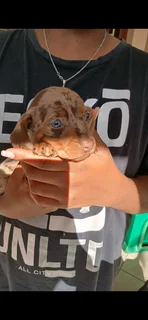 Mini daschund puppies, blue eyes dapple