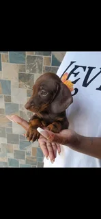 Mini daschund puppies, blue eyes dapple