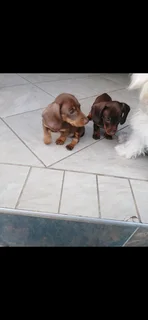 Mini daschund puppies, blue eyes dapple