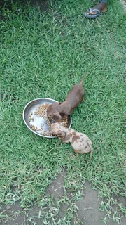 Mini daschund puppies, blue eyes dapple