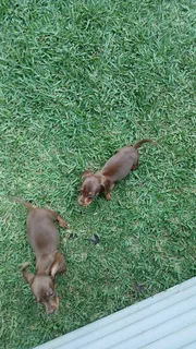 Mini daschund puppies, blue eyes dapple