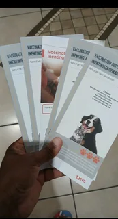 Mini daschund puppies, blue eyes dapple