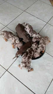 Mini daschund puppies, blue eyes dapple