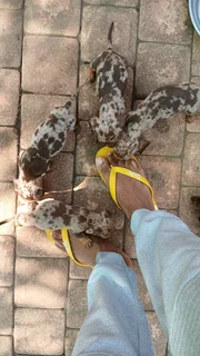 Mini daschund puppies, blue eyes dapple