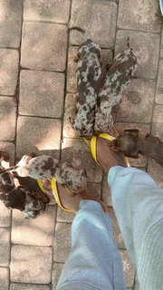 Mini daschund puppies, blue eyes dapple