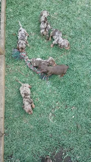 Mini daschund puppies, blue eyes dapple