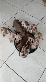 Mini daschund puppies, blue eyes dapple