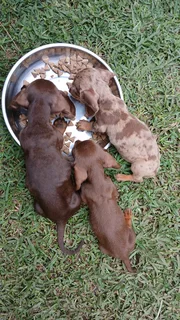 Mini daschund puppies, last 2 left