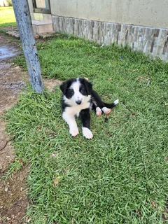 Border Collie puppies for sale