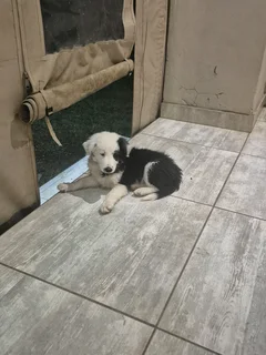 Border Collie puppies for sale