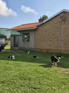 Border Collie puppies for sale