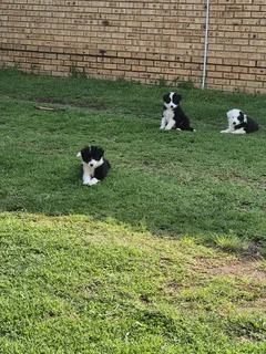 Border Collie puppies for sale