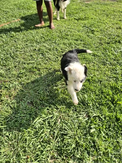 Border Collie puppies for sale