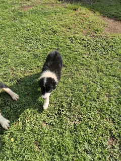 Border Collie puppies for sale