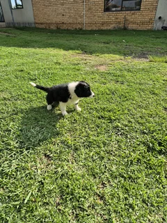 Border Collie puppies for sale