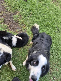 Border Collie puppies for sale