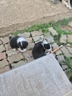 Border Collie puppies for sale