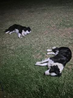 Border Collie puppies for sale