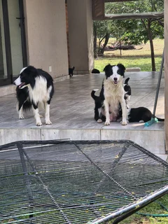 Border Collie puppies for sale
