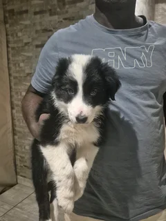 Border Collie puppies for sale