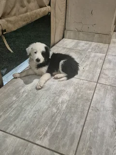 Border Collie puppies for sale