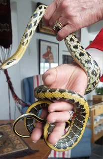Female Taiwanese Rat Snake with Cage