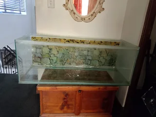 Female Taiwanese Rat Snake with Cage