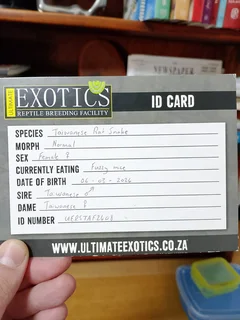 Female Taiwanese Rat Snake with Cage