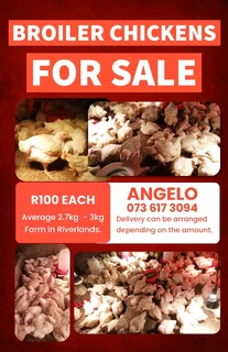 Broiler chickens 2.6kg to 3.2kg ready to go at R100 each. Can clean aswel and deliver.