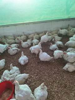 Healthy Broiler Chickens ready for sale. R100 Each.
