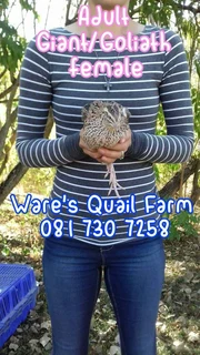 Giant and Goliath Quail