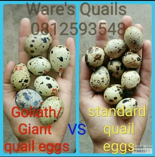 Giant and Goliath Quail