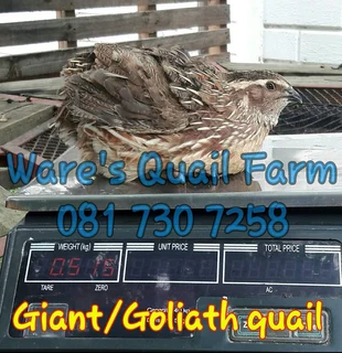 Giant and Goliath Quail
