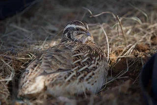 Giant and Goliath Quail