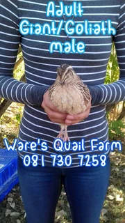 Giant and Goliath Quail