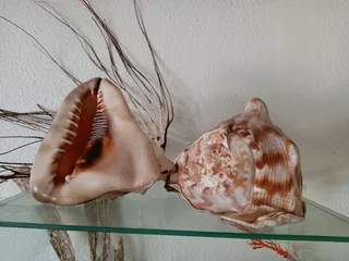 Large shell collection