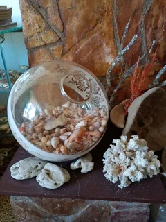 Large shell collection