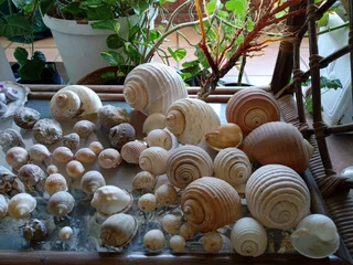 Large shell collection