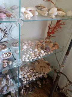 Large shell collection