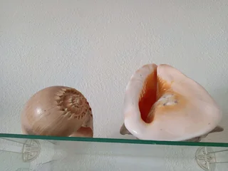 Large shell collection