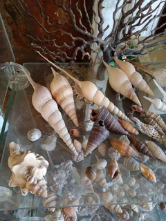Large shell collection