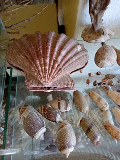 Large shell collection