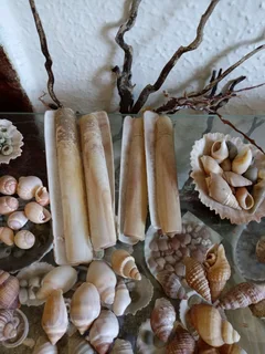 Large shell collection