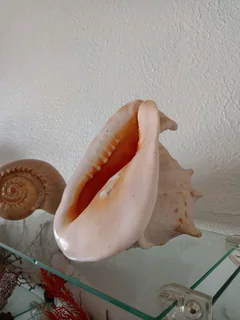 Large shell collection